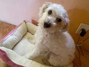 Cachorro raça SRD-ViraLata idade 2 a 6 meses nome maya 