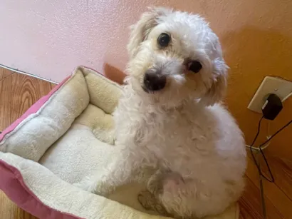 Cachorro raça SRD-ViraLata idade 2 a 6 meses nome maya 