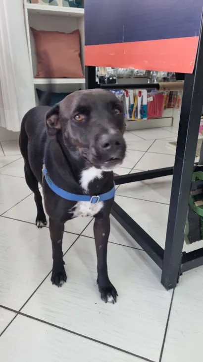 Cachorro raça SRD-ViraLata idade 2 anos nome Pretinha