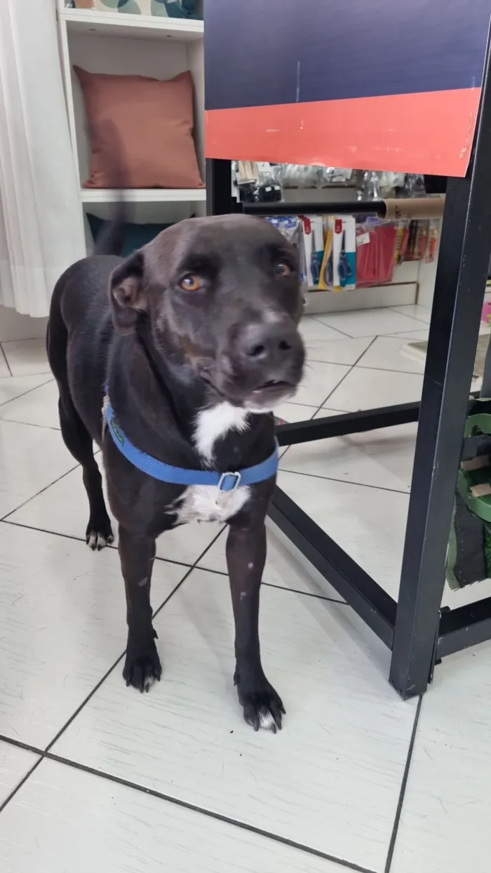 Cachorro raça SRD-ViraLata idade 2 anos nome Pretinha