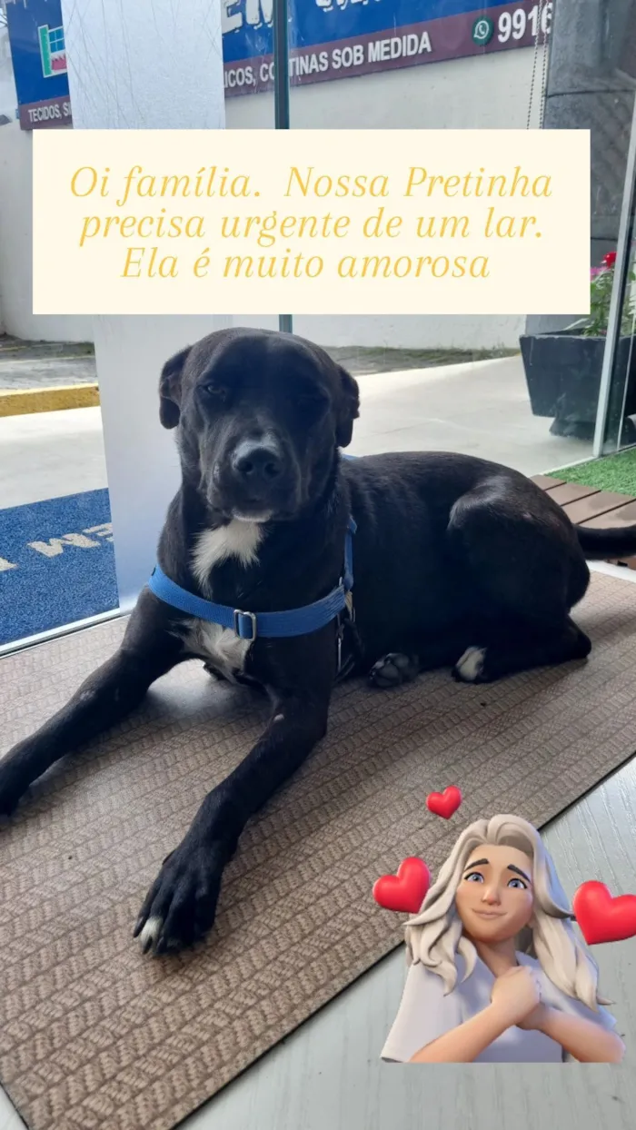 Cachorro raça SRD-ViraLata idade 2 anos nome Pretinha