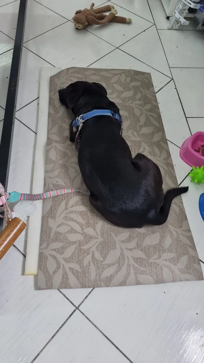 Cachorro raça SRD-ViraLata idade 2 anos nome Pretinha