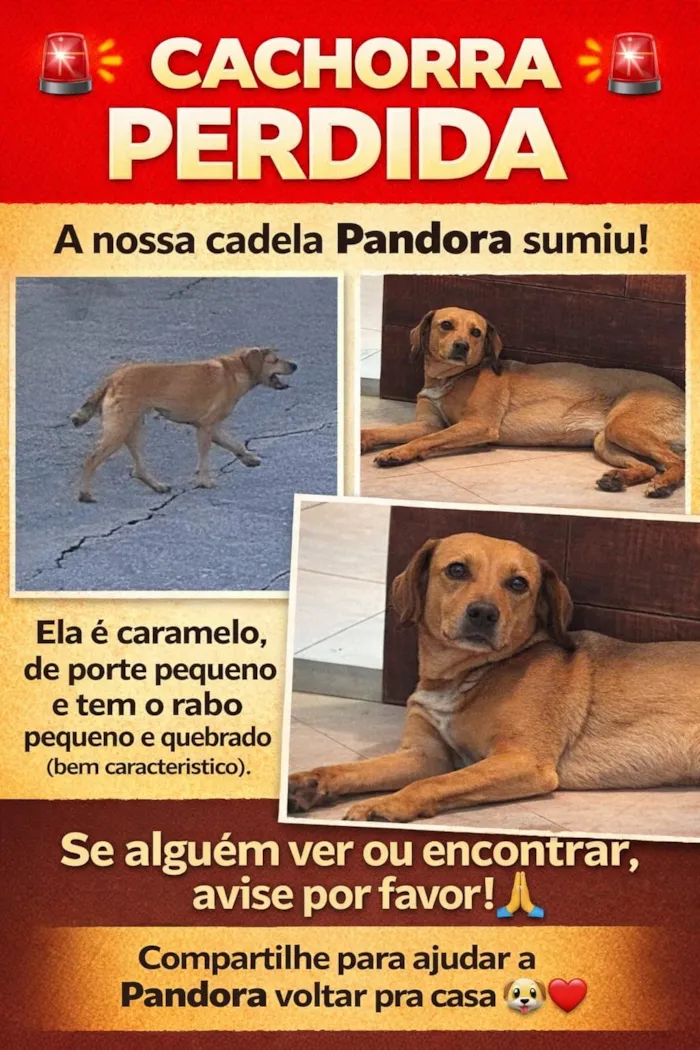 Cachorro raça SRD-ViraLata idade 6 ou mais anos nome Pandora