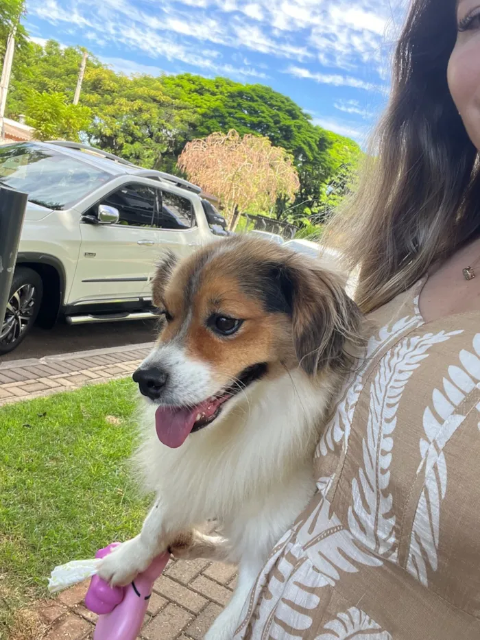 Cachorro raça SRD-ViraLata idade 1 ano nome Cachorro perdido! Pelo macio muito bonzinho 