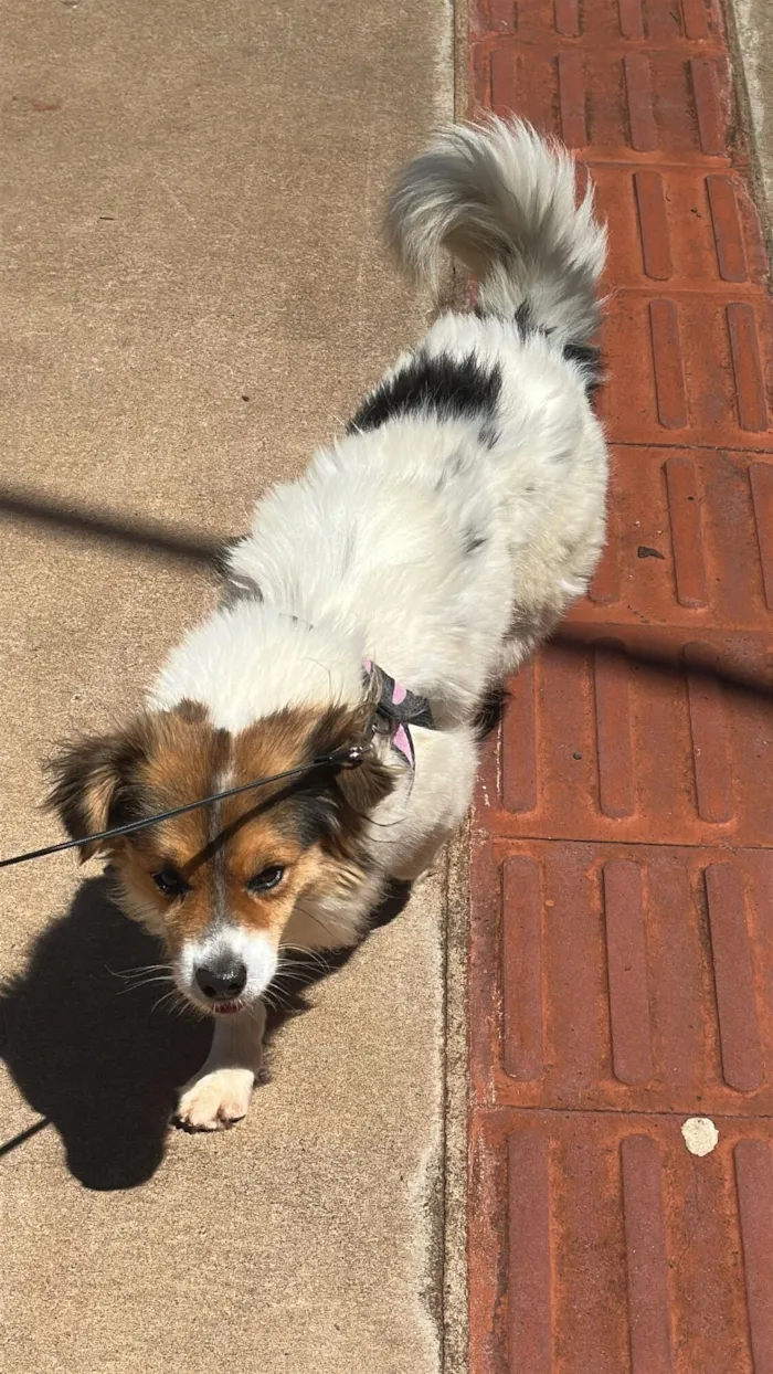 Cachorro raça SRD-ViraLata idade 1 ano nome Cachorro perdido! Pelo macio muito bonzinho 