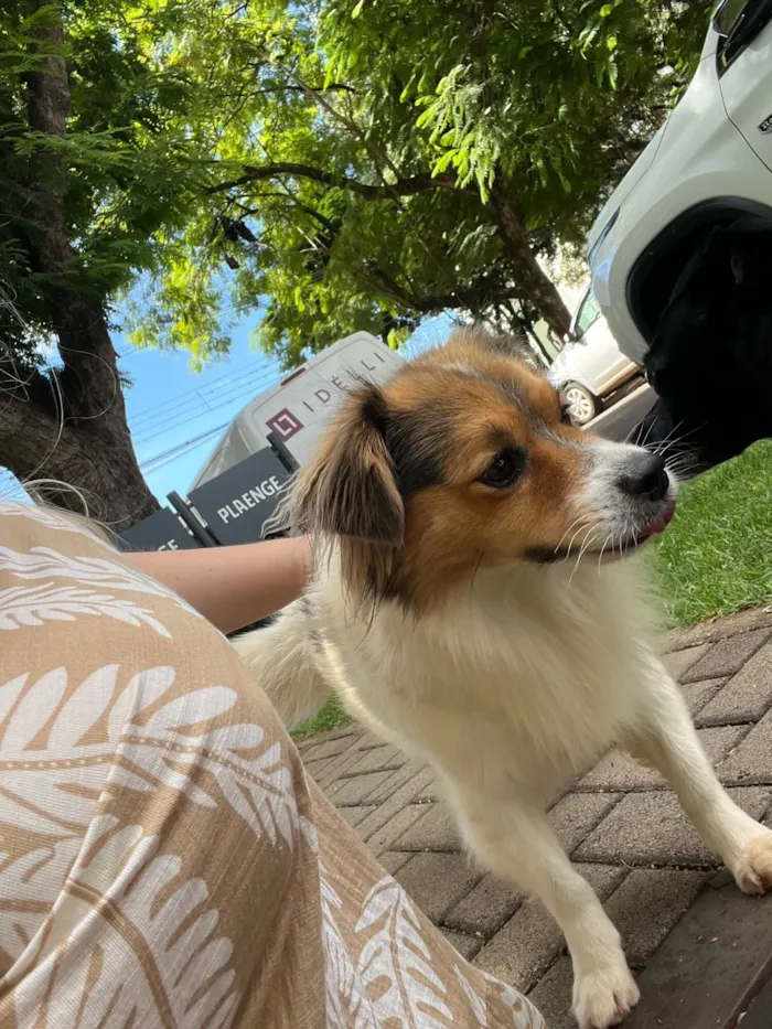 Cachorro raça SRD-ViraLata idade 1 ano nome Cachorro perdido! Pelo macio muito bonzinho 