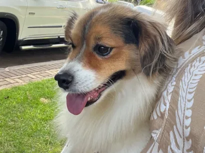 Cachorro raça SRD-ViraLata idade 1 ano nome Cachorro perdido! Pelo macio muito bonzinho 