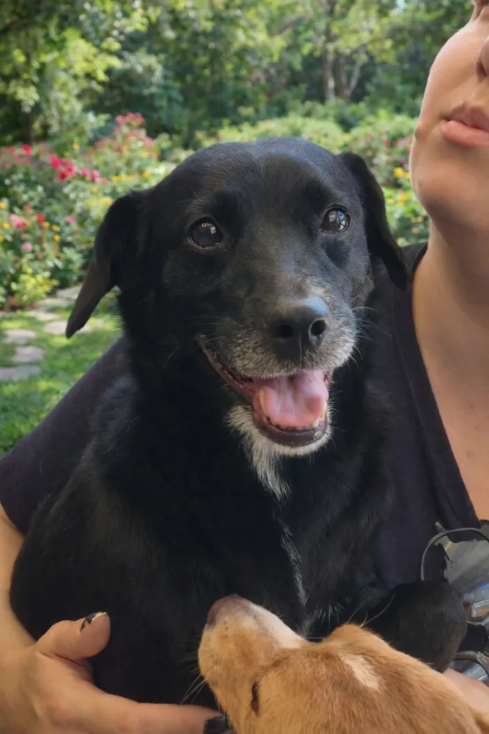 Cachorro raça SRD-ViraLata idade 5 anos nome Aya e Júnior 