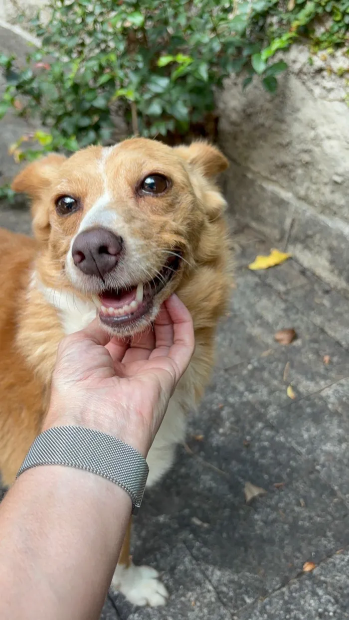 Cachorro raça SRD-ViraLata idade 5 anos nome Júnior