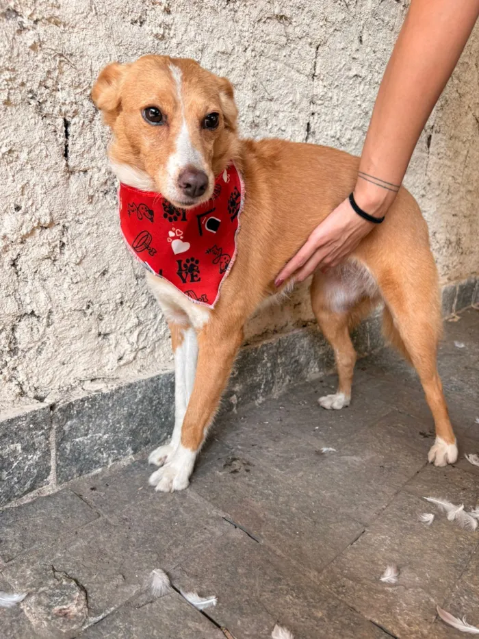 Cachorro raça SRD-ViraLata idade 5 anos nome Júnior