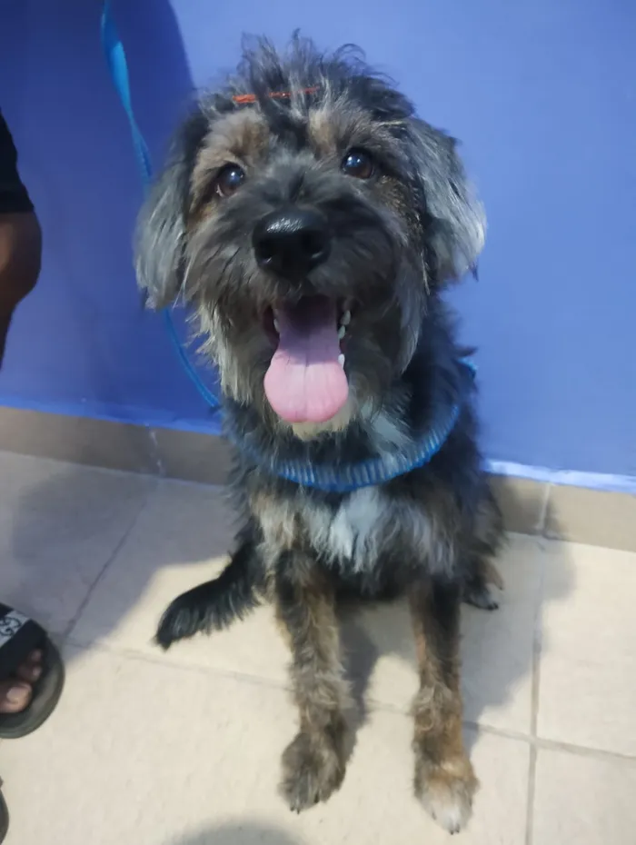 Cachorro raça Poodle idade 3 anos nome Sasha