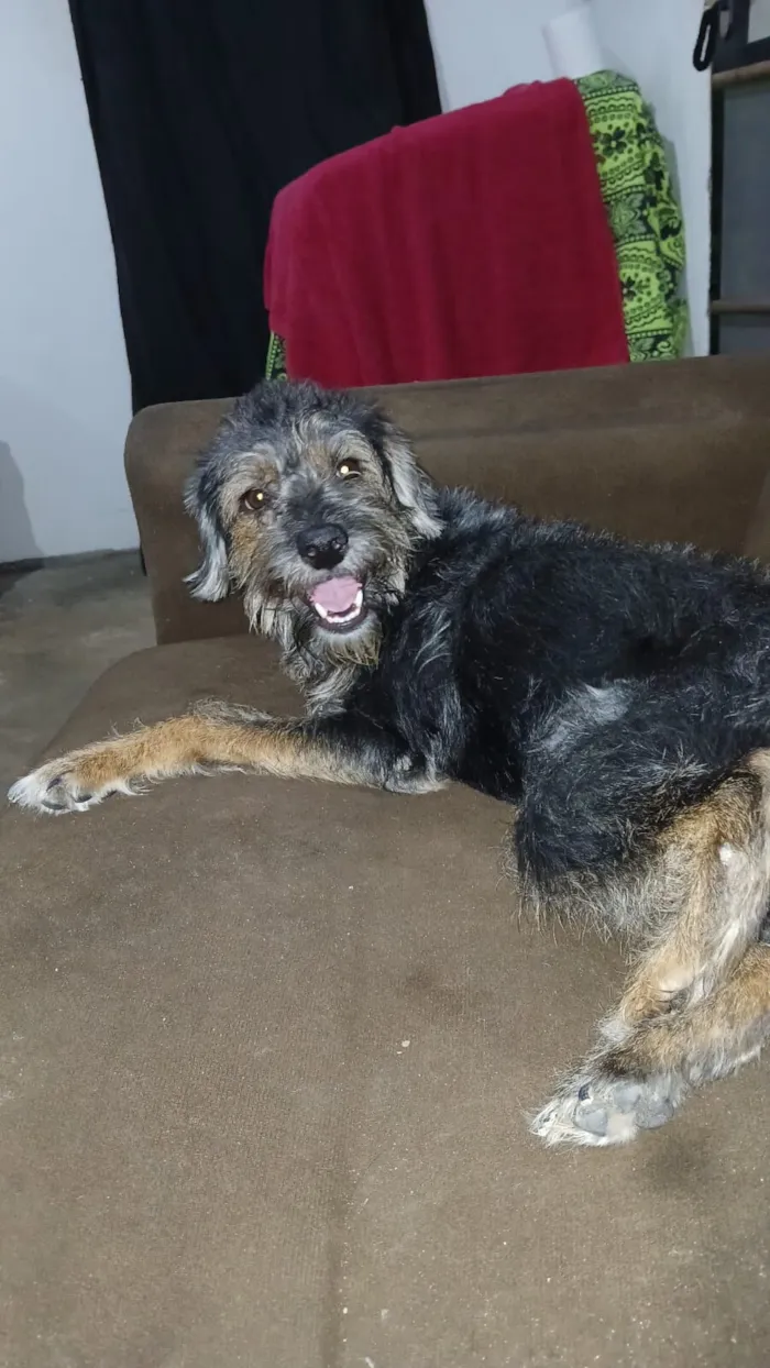 Cachorro raça Poodle idade 3 anos nome Sasha