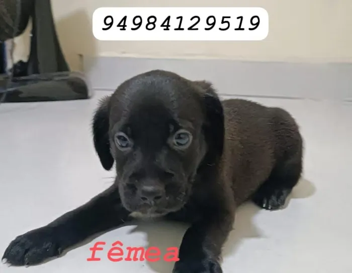 Cachorro raça SRD-ViraLata idade 2 a 6 meses nome Sem nome