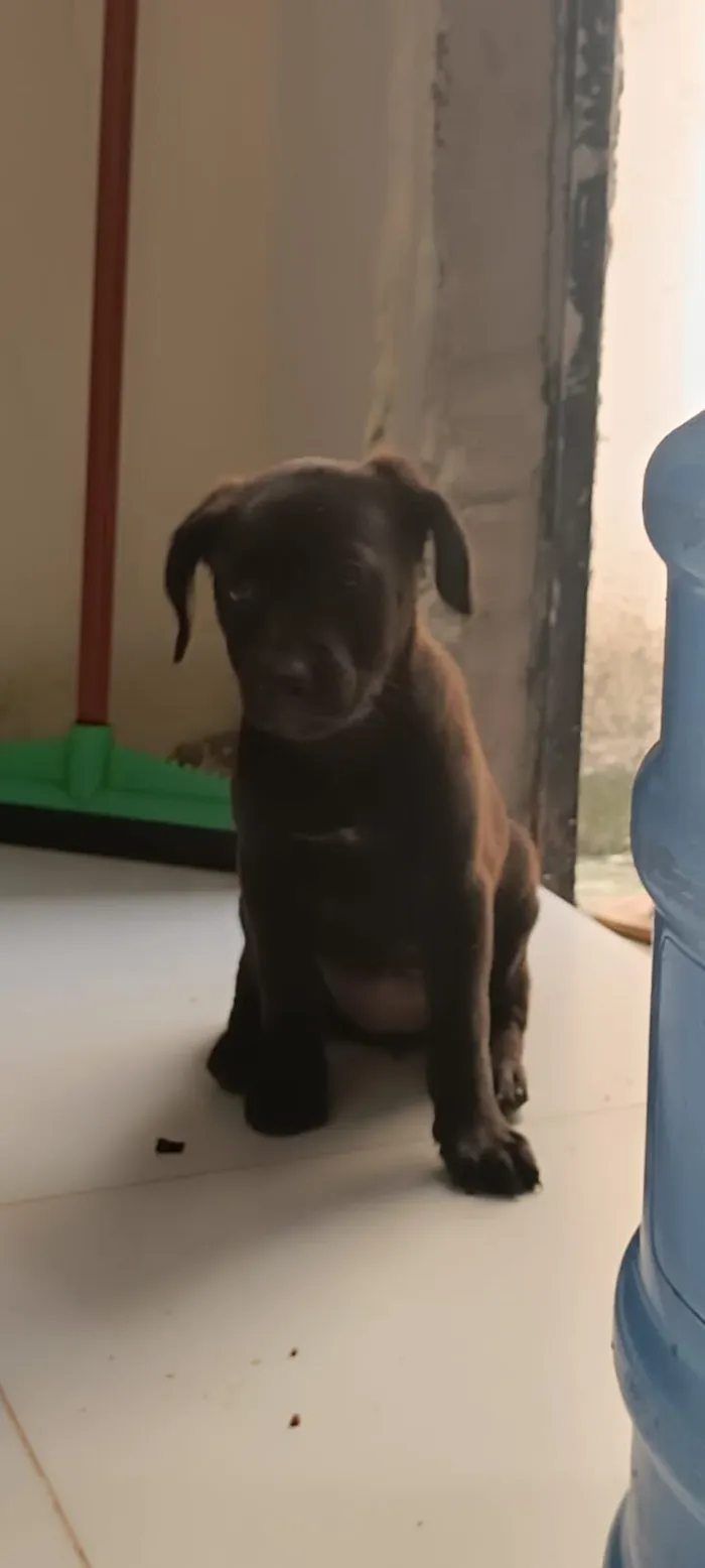 Cachorro raça SRD-ViraLata idade 2 a 6 meses nome Sem nome