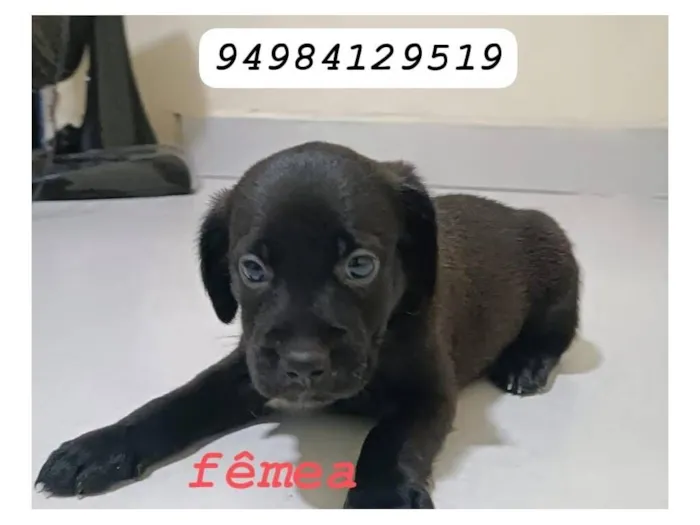 Cachorro raça SRD-ViraLata idade 2 a 6 meses nome Sem nome