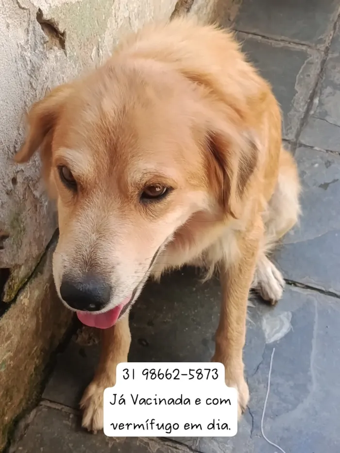 Cachorro raça SRD-ViraLata idade 6 ou mais anos nome Kiara