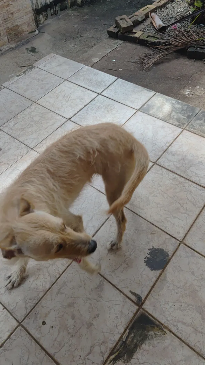 Cachorro raça SRD-ViraLata idade 2 anos nome kira 