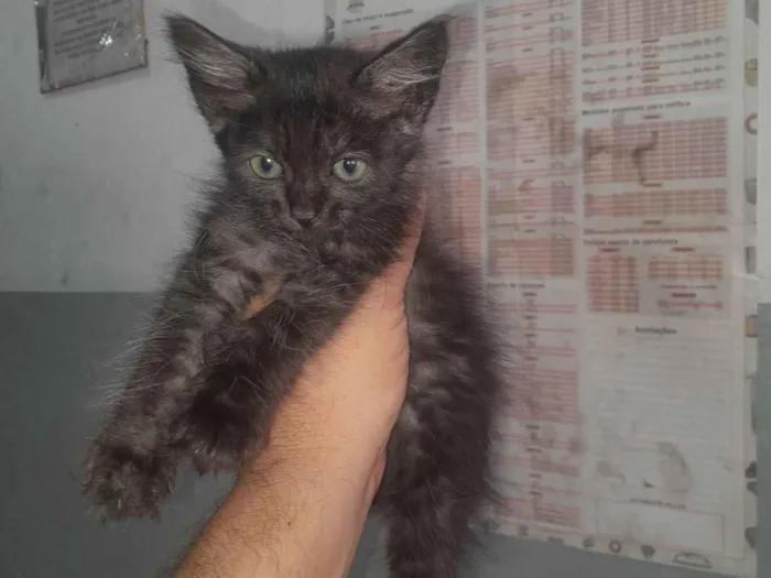 Gato raça SRD-ViraLata idade Abaixo de 2 meses nome filhotes
