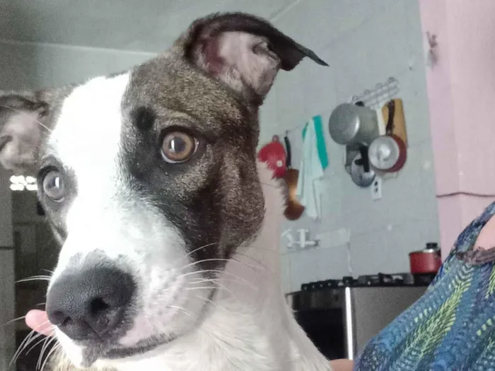 Cachorro raça SRD-ViraLata idade 3 anos nome nega