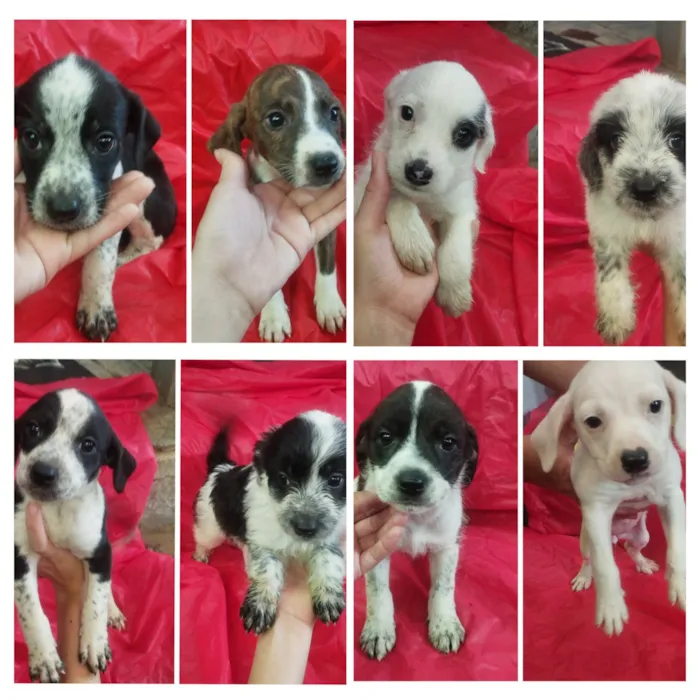 Cachorro raça SRD-ViraLata idade Abaixo de 2 meses nome Amora