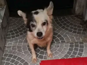Cachorro raça SRD-ViraLata idade 3 anos nome Pirata 
