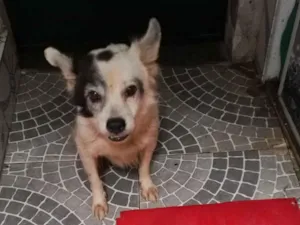 Cachorro raça SRD-ViraLata idade 3 anos nome Pirata 