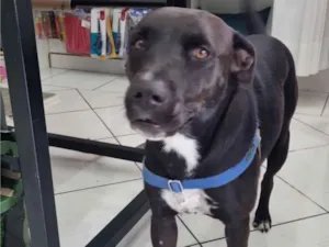 Cachorro raça SRD-ViraLata idade 2 anos nome Pretinha