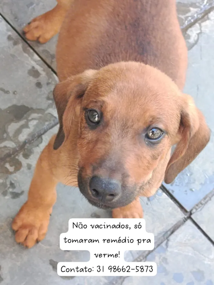 Cachorro raça SRD-ViraLata idade 2 a 6 meses nome Café 