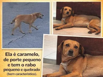 Cachorro raça SRD-ViraLata idade 6 ou mais anos nome Pandora