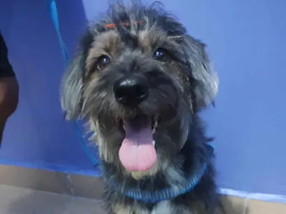 Cachorro raça Poodle idade 3 anos nome Sasha