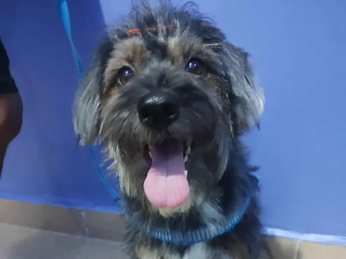 Cachorro raça Poodle idade 3 anos nome Sasha