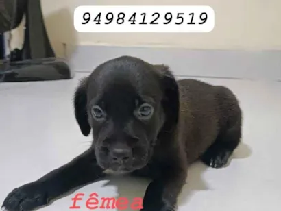 Cachorro raça SRD-ViraLata idade 2 a 6 meses nome Sem nome