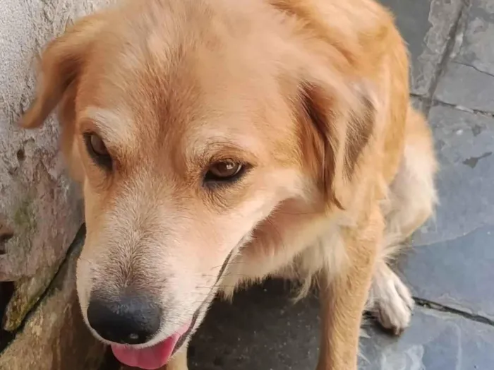 Cachorro raça SRD-ViraLata idade 6 ou mais anos nome Kiara
