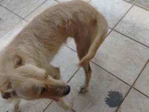 Cachorro raça SRD-ViraLata idade 2 anos nome kira