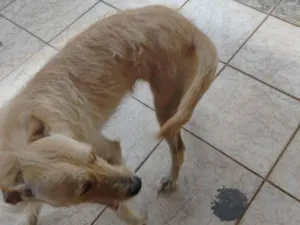 Cachorro raça SRD-ViraLata idade 2 anos nome kira 