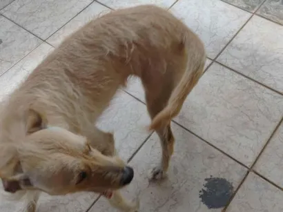 Cachorro raça SRD-ViraLata idade 2 anos nome kira 