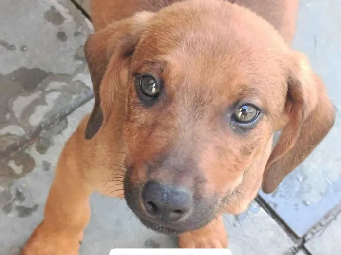 Cachorro raça SRD-ViraLata idade 2 a 6 meses nome Café 