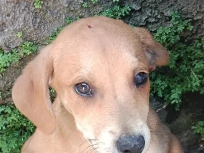 Cachorro raça SRD-ViraLata idade 2 a 6 meses nome Catarina