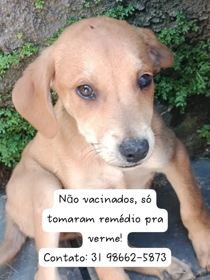 Cachorro raça SRD-ViraLata idade 2 a 6 meses nome Catarina