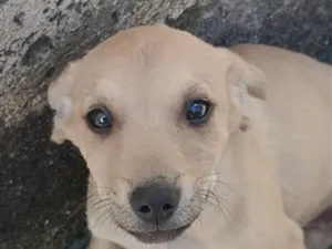 Cachorro raça SRD-ViraLata idade Abaixo de 2 meses nome Pipoca