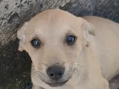 Cachorro raça SRD-ViraLata idade Abaixo de 2 meses nome Pipoca