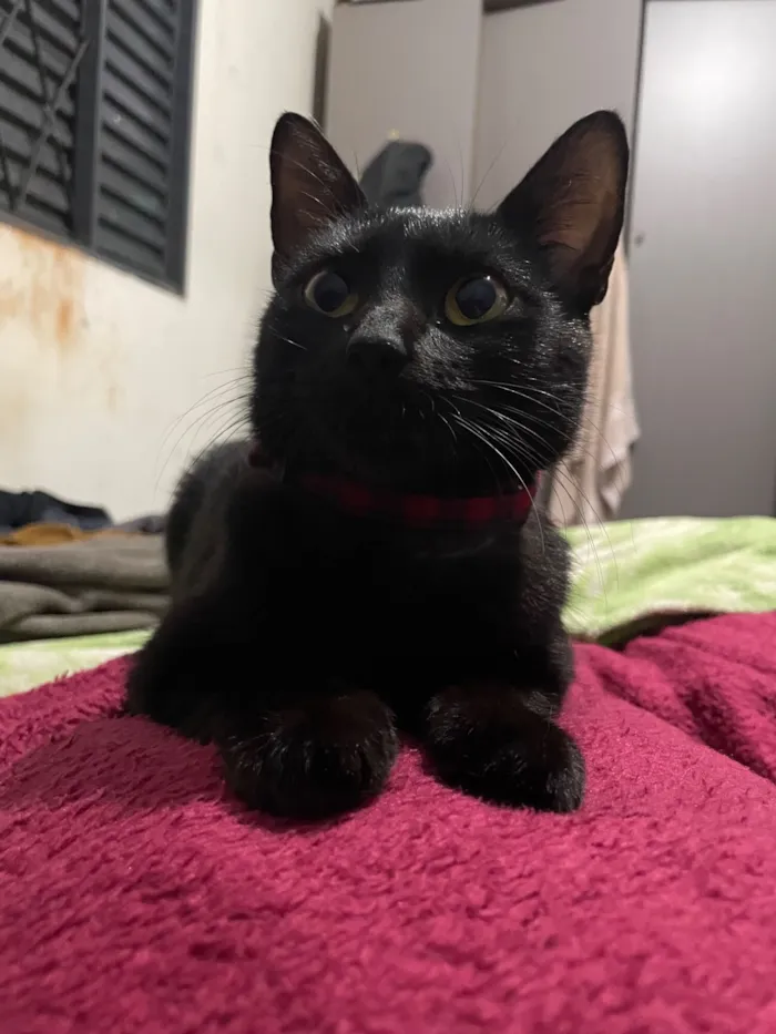 Gato raça SRD-ViraLata idade 1 ano nome Pretinha
