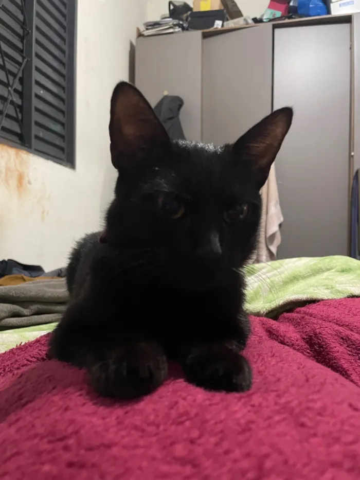 Gato raça SRD-ViraLata idade 1 ano nome Pretinha