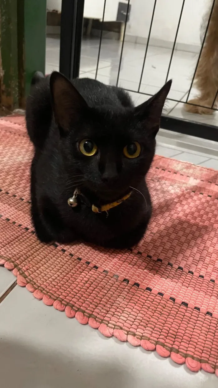 Gato raça SRD-ViraLata idade 1 ano nome Pretinha