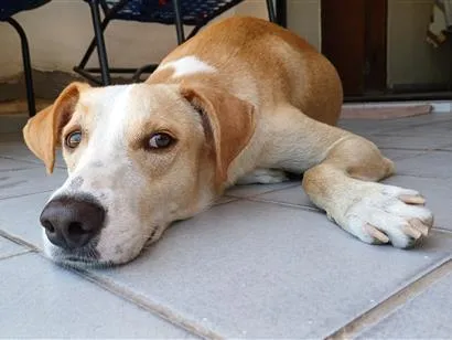 Cachorro raça SRD-ViraLata idade 3 anos nome Lelo
