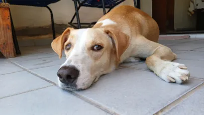 Cachorro raça SRD-ViraLata idade 3 anos nome Lelo