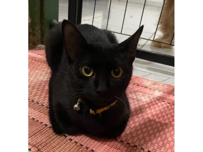 Gato raça SRD-ViraLata idade 1 ano nome Pretinha