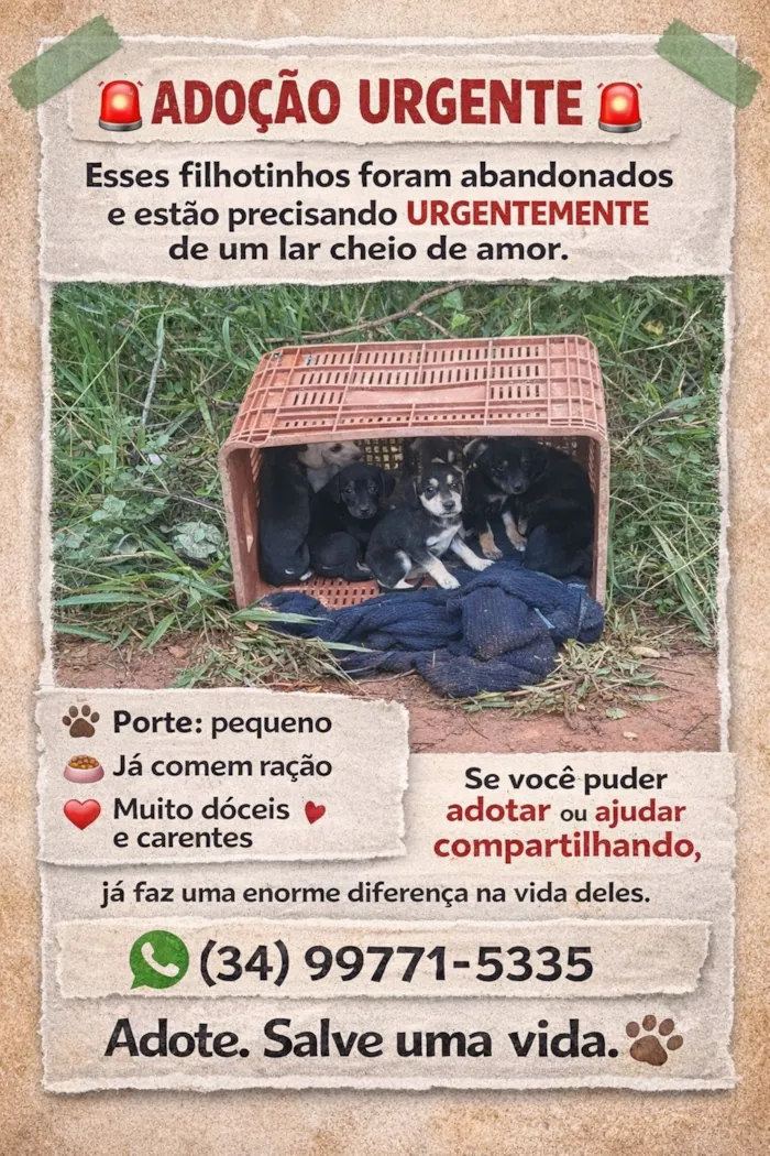 Cachorro raça SRD-ViraLata idade Abaixo de 2 meses nome Sem nome 