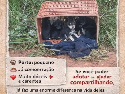 Cachorro raça SRD-ViraLata idade Abaixo de 2 meses nome Sem nome 