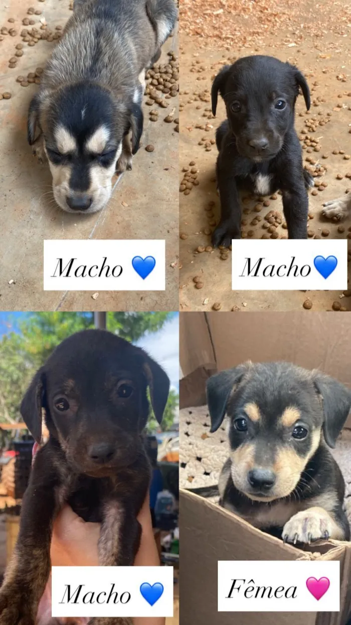 Cachorro raça SRD-ViraLata idade Abaixo de 2 meses nome Sem nome 